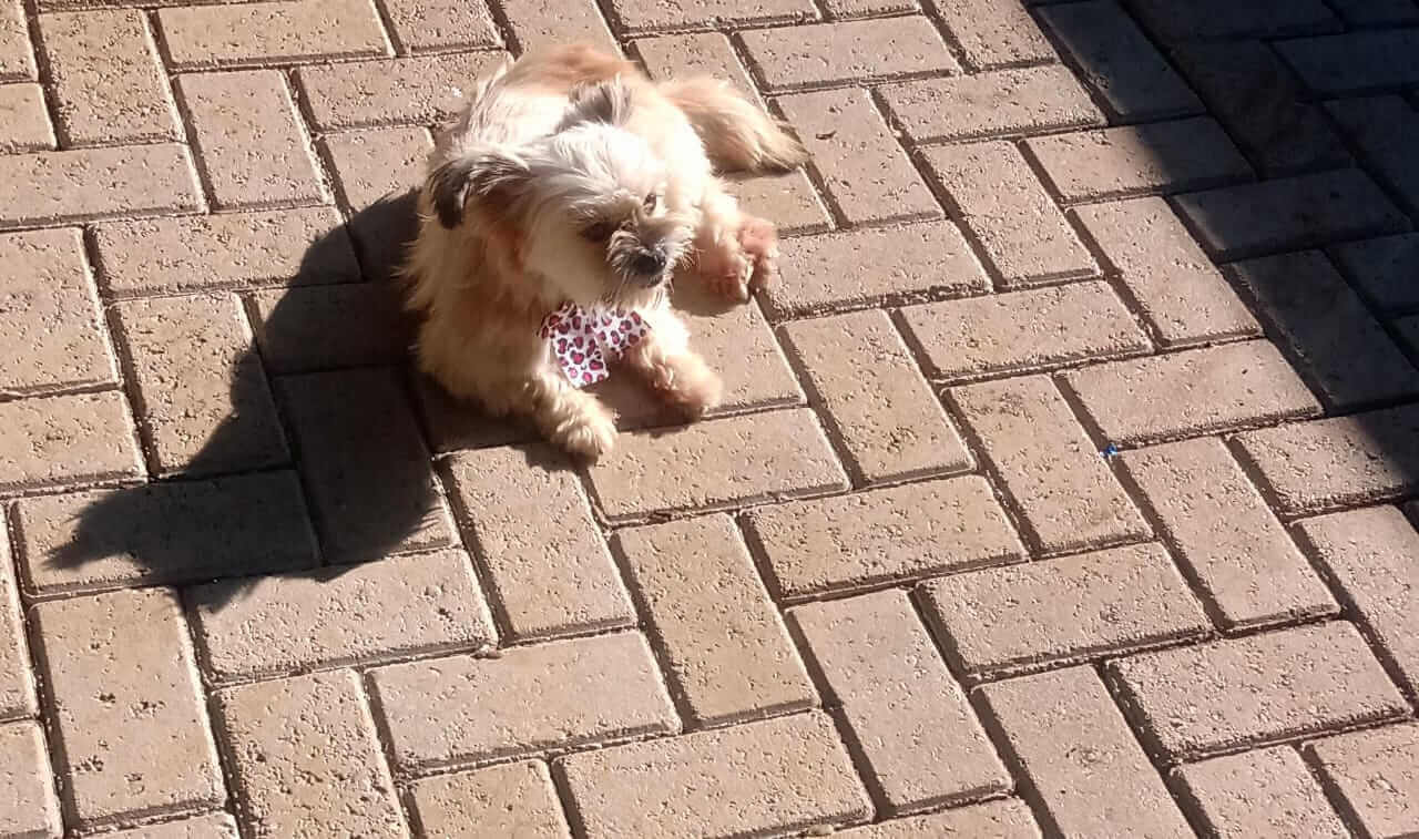 Cachorra Lilica desapareceu no bairro Cascavel Velho
