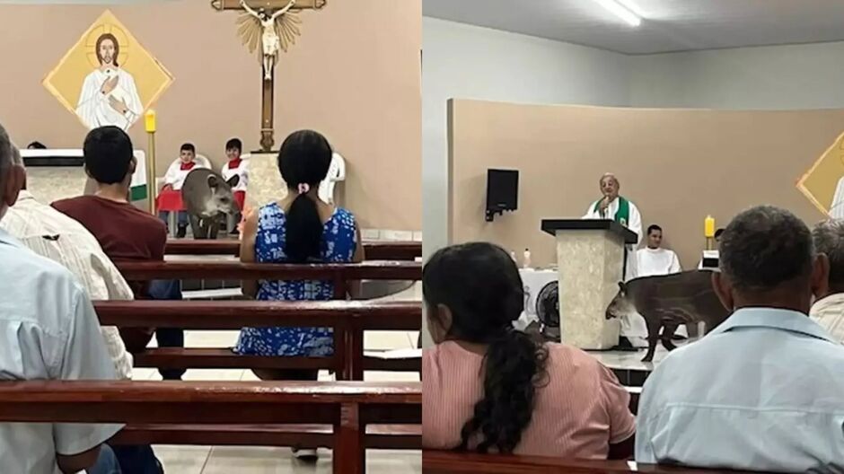Visitante inesperado! Anta invade igreja durante missa e diverte fiéis
