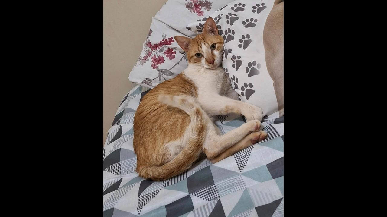 Gato Caju desapareceu no bairro Coqueiral
