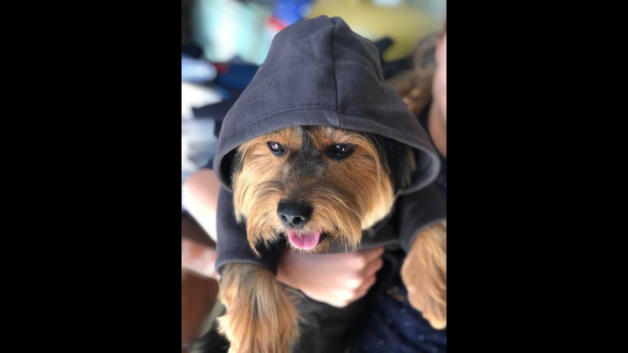 Cachorro Jack desapareceu no bairro Periolo