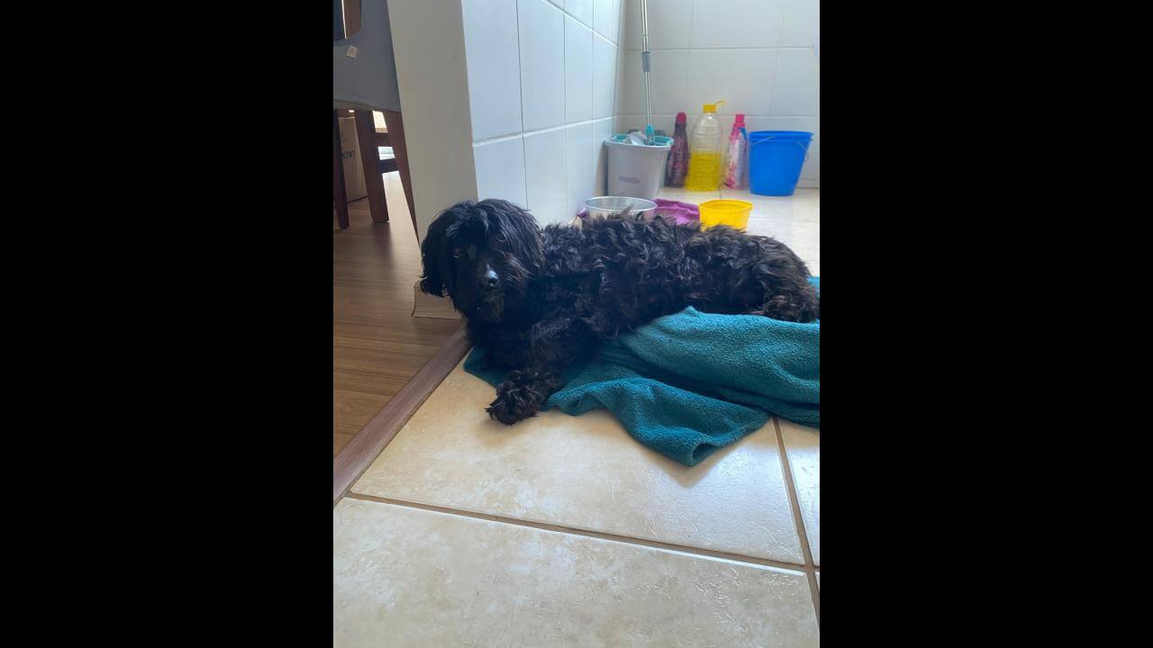 Cachorra é encontrada no bairro Floresta Cachorra é encontrada no bairro Floresta