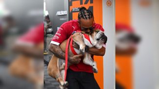 Lewis Hamilton anuncia morte de seu cachorro Roscoe aos 12 anos, figura icônica na Fórmula 1