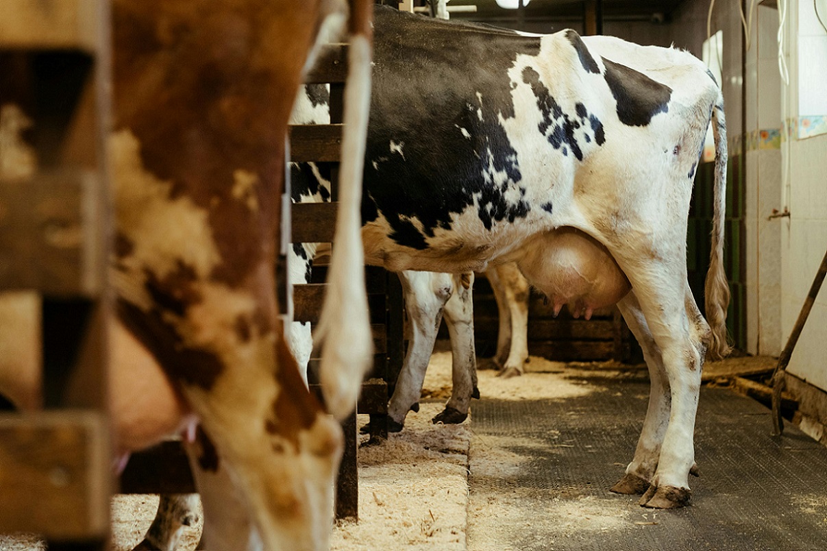 Crise do leite: "Vai ter que escolher se compra alimento para a família ou ração para as vacas", diz produtor Crise do leite: "Vai ter que escolher se compra alimento para a família ou ração para as vacas", diz produtor