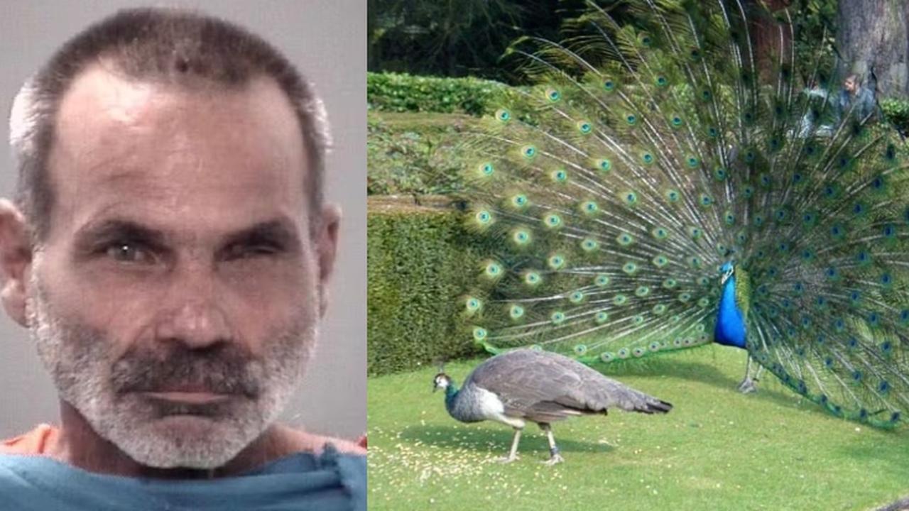Chocante: Homem é preso após matar e comer pavões da vizinha Chocante: Homem é preso após matar e comer pavões da vizinha