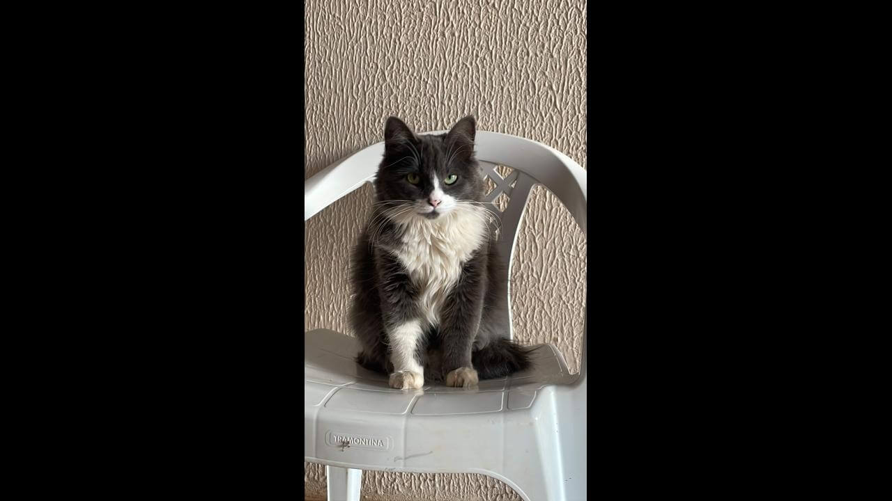 Gata Charlotte desapareceu no bairro Santa Cruz