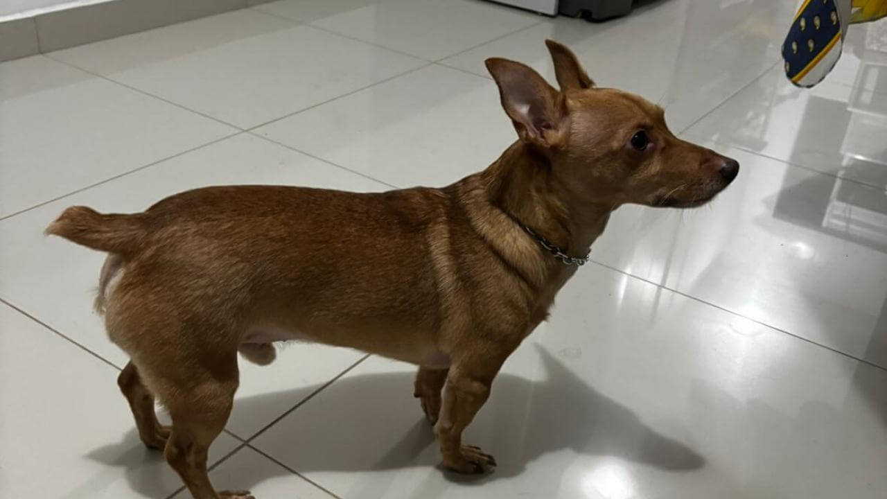 Cachorro Théo desapareceu no bairro Cancelli