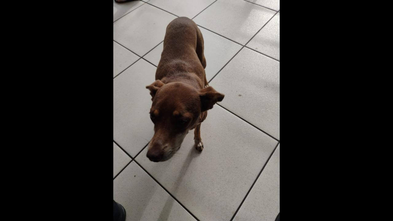 Cachorra é encontrada no bairro Pioneiros Catarinenses