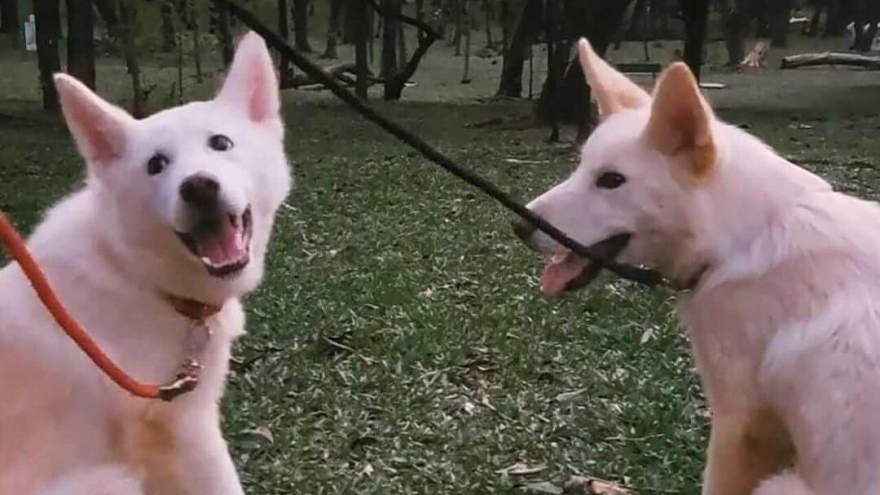Cachorro desapareceu no bairro Esmeralda