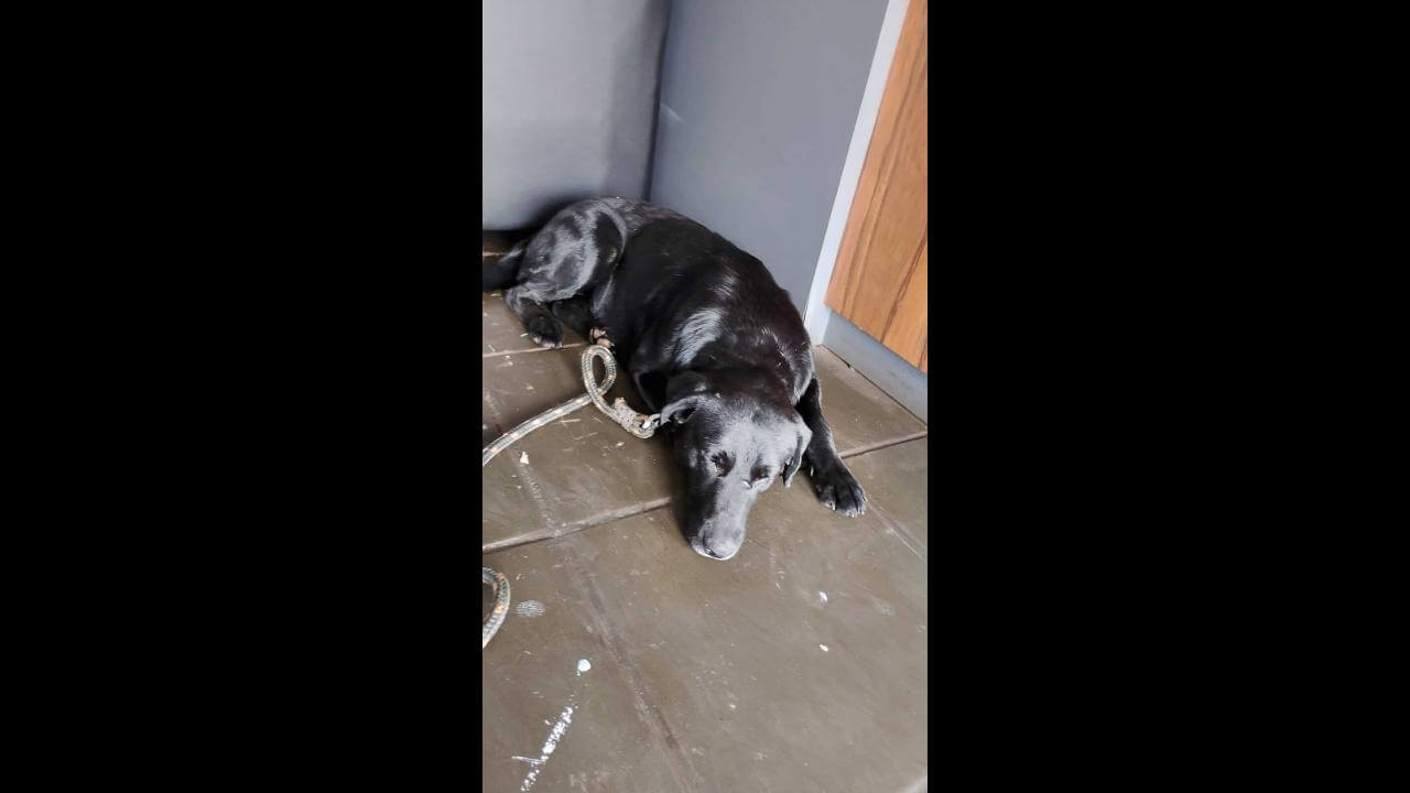 Cachorro é encontrado no bairro Coqueiral