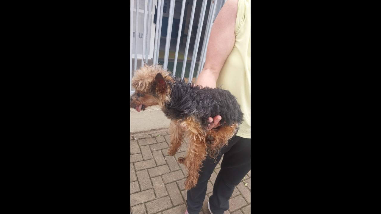 Cachorro é encontrado no bairro Parque São Paulo
