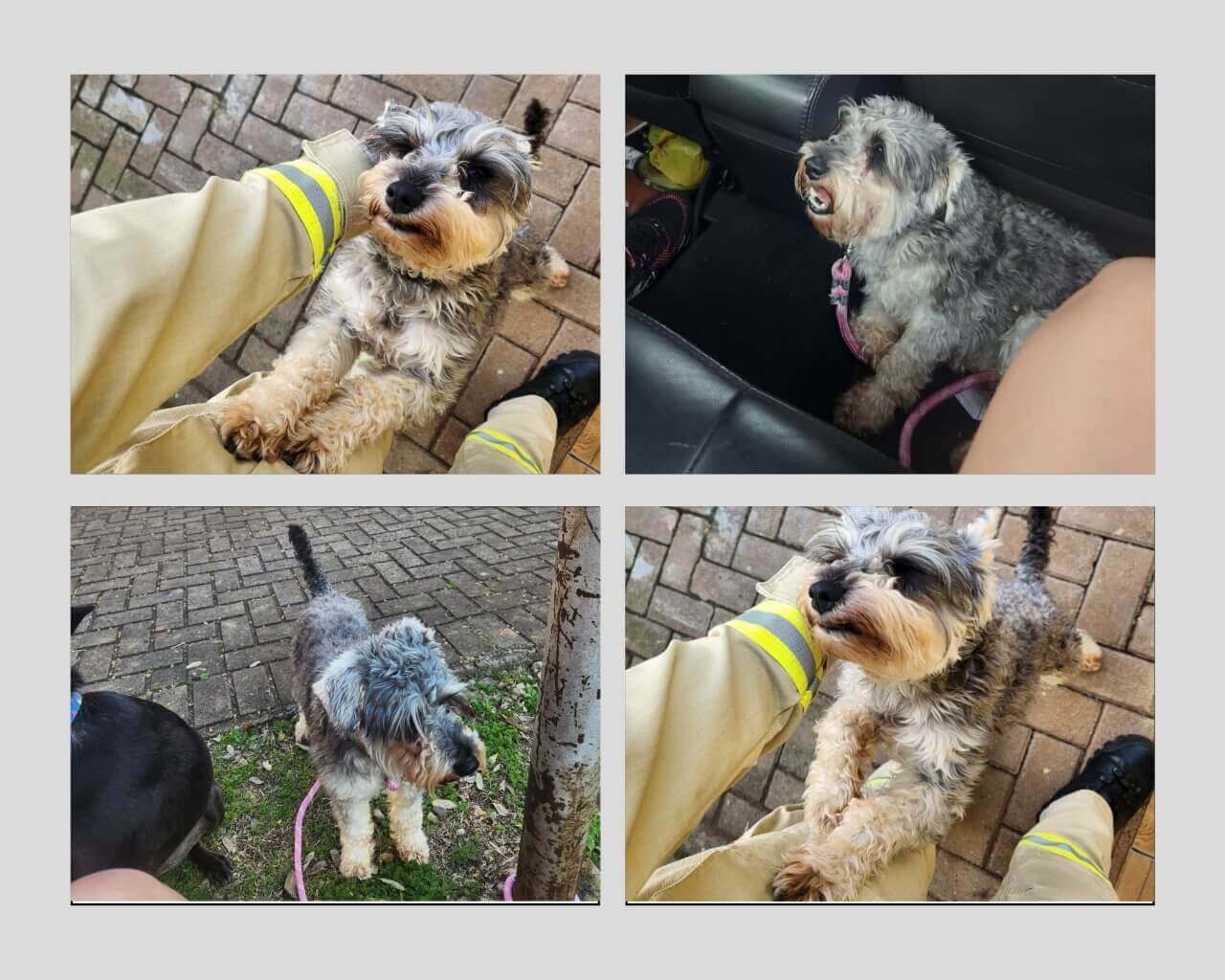 Cachorro Timóteo desapareceu no bairro Santa Felicidade Cachorro Timóteo desapareceu no bairro Santa Felicidade