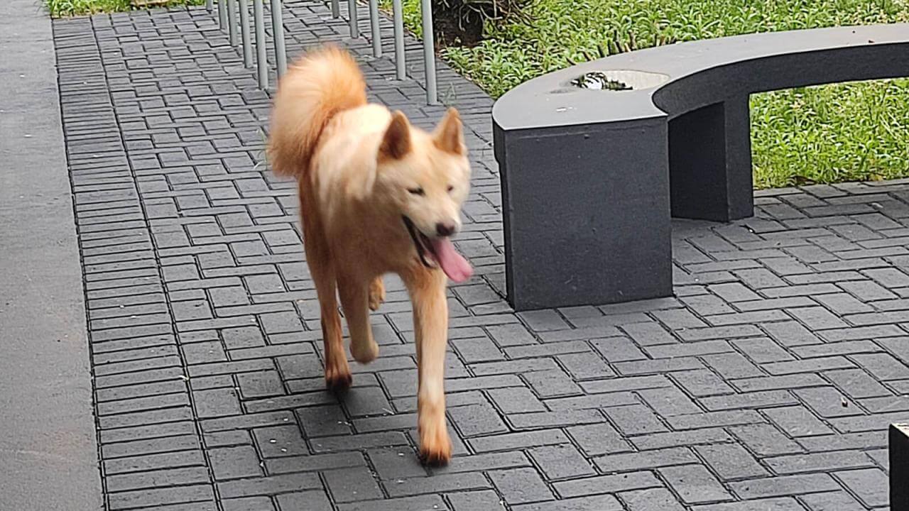 Cachorro é encontrado no bairro Esmeralda Cachorro é encontrado no bairro Esmeralda