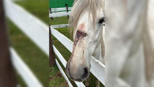 Delegacia salva cavalo maltratado; dona será investigada no Paraná