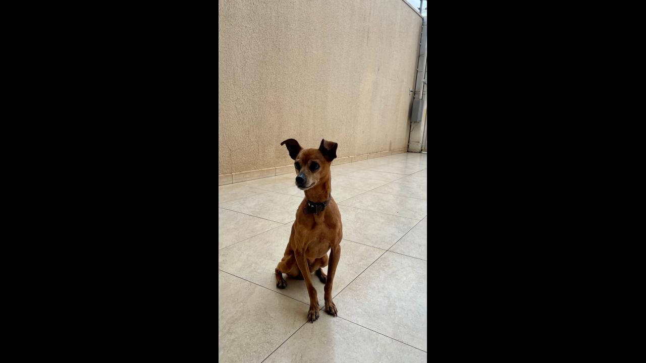 Cachorro é encontrado no bairro Maria Luiza Cachorro é encontrado no bairro Maria Luiza