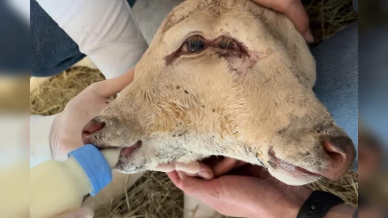 Bezerra nasce com duas cabeças em comunidade do Oeste de SC Bezerra nasce com duas cabeças em comunidade do Oeste de SC