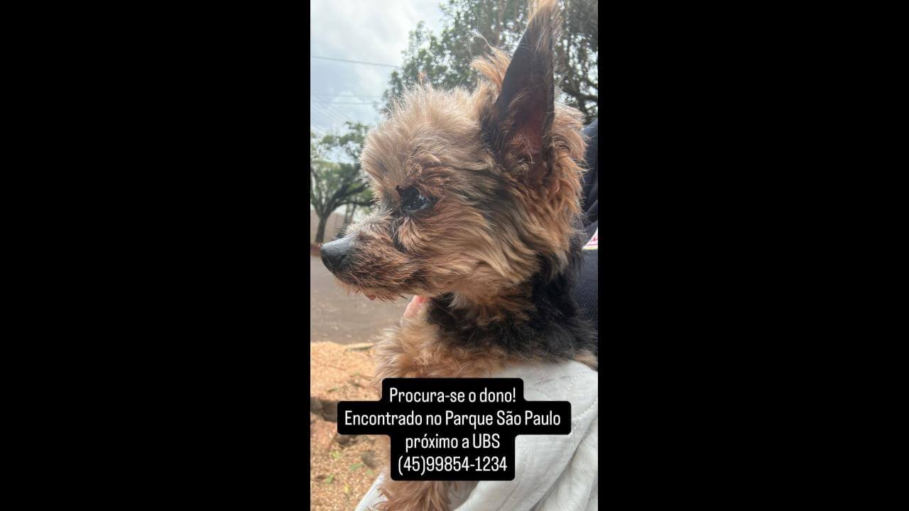 Cachorro é encontrado no bairro Parque São Paulo