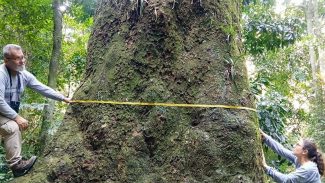 Jequitibá-rosa com cerca de 500 anos é localizado em parque no Rio
