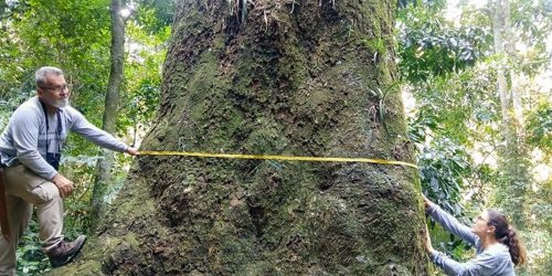 Jequitibá-rosa com cerca de 500 anos é localizado em parque no Rio Imagem referente a Jequitibá-rosa com cerca de 500 anos é localizado em parque no Rio