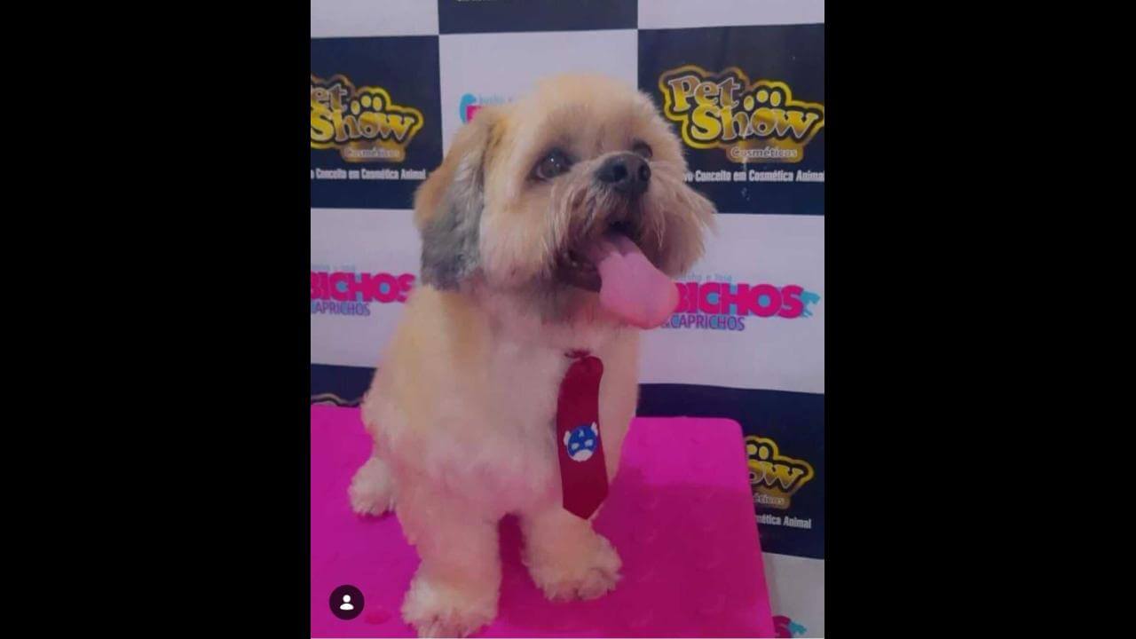 Cachorro Olaff desapareceu no bairro Cancelli