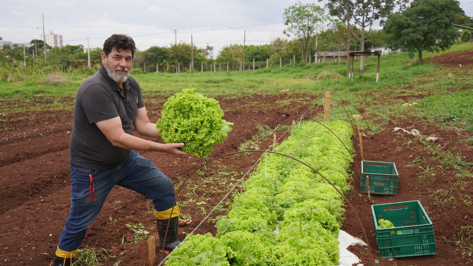 Prefeitura planta alimentos que enriquecem cardápio da Cozinha Social do Provopar Prefeitura planta alimentos que enriquecem cardápio da Cozinha Social do Provopar