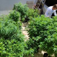 AGU pede mais tempo para regular uso da cannabis medicinal Imagem referente a AGU pede mais tempo para regular uso da cannabis medicinal