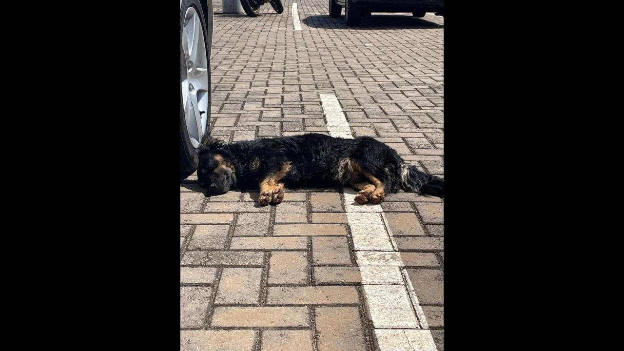 Cachorra é encontrada no bairro Fag