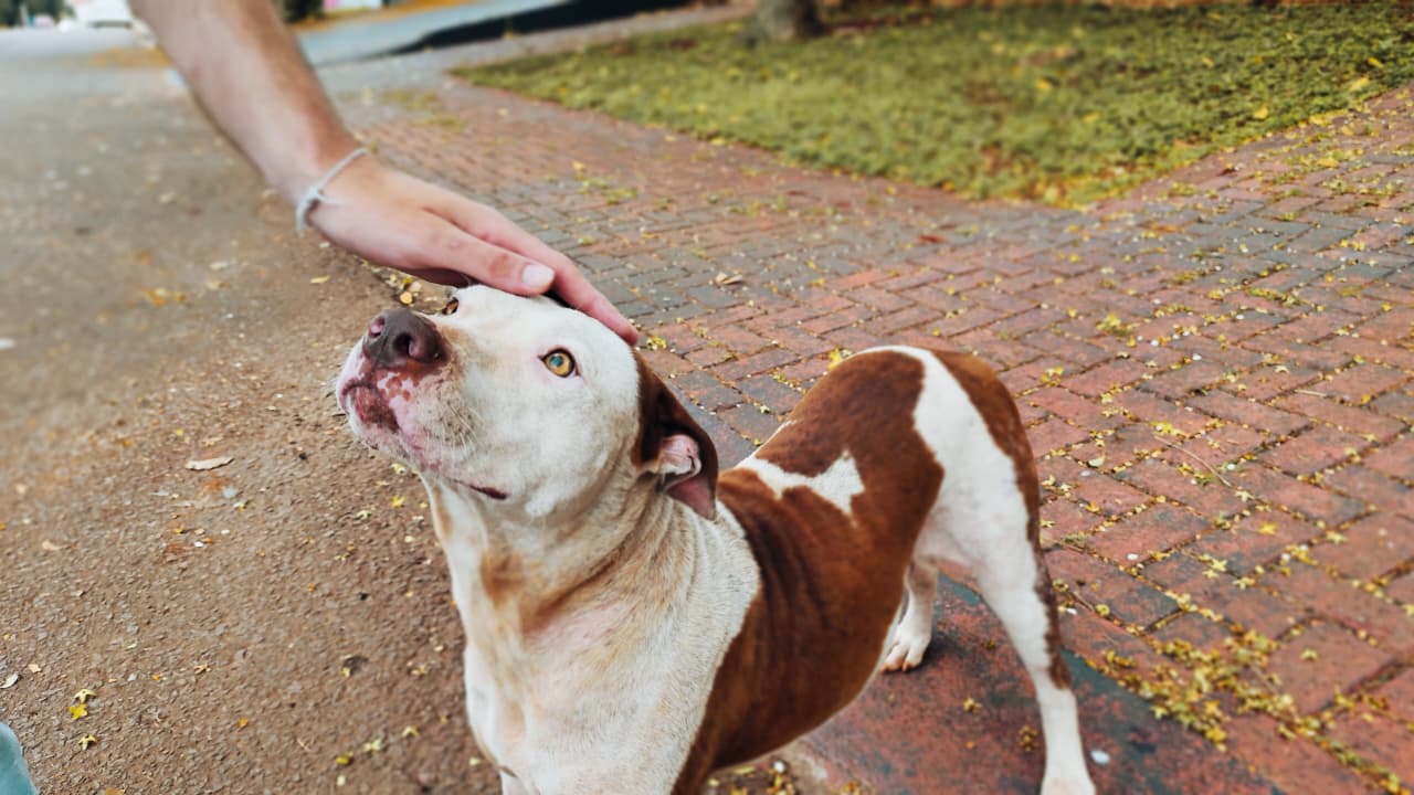 Bombeiros são acionados para capturar pitbull mas animal só demostra carência