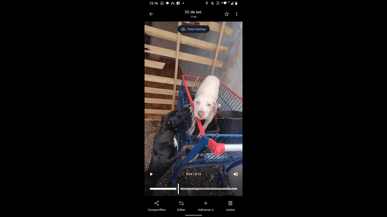 Cachorro Polaco desapareceu no bairro Parque São Paulo