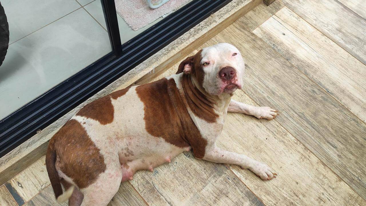 Cachorra é encontrada no bairro Pacaembu