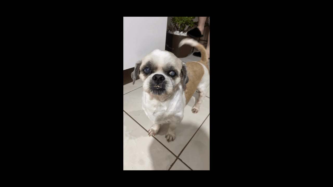 Cachorro Sharllon desapareceu no bairro Periolo