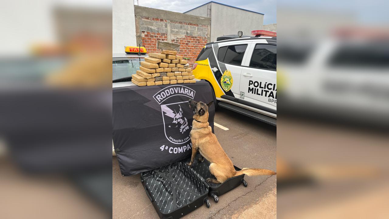 BPRv apreende 31 kg de maconha em mala de táxi na PR-323, em Perobal