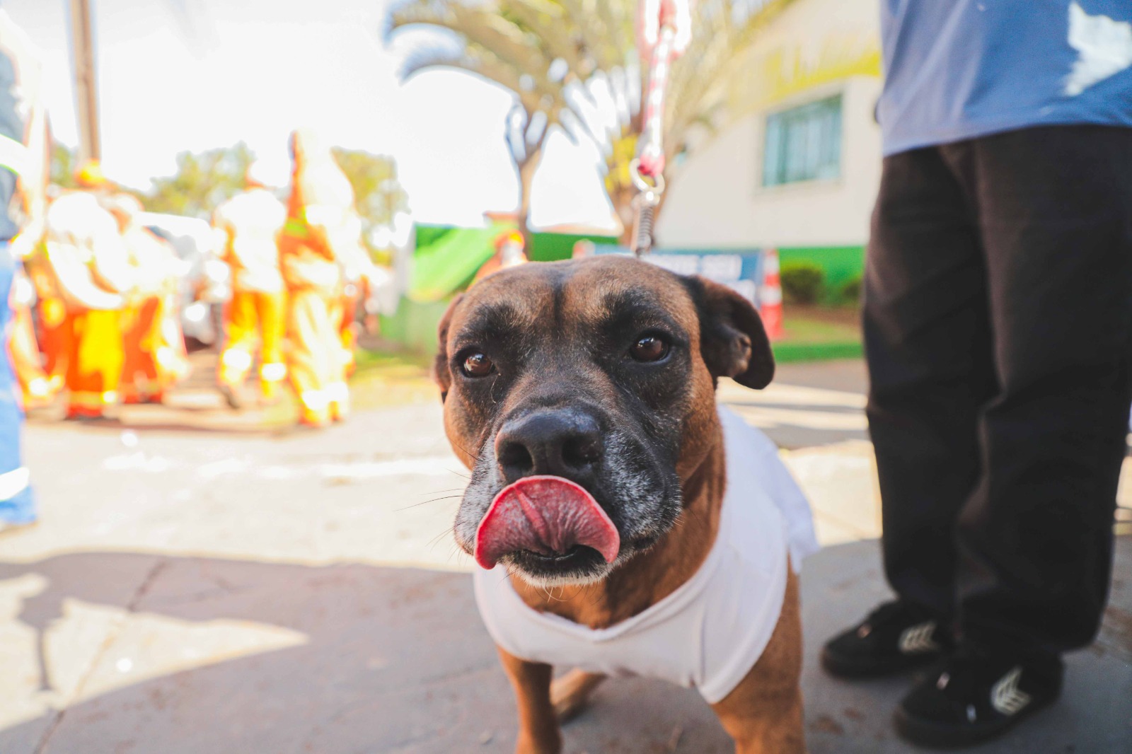 Castramóvel inicia cirurgias de 110 cães e gatos nesta segunda-feira (6), no Cras Rivieira