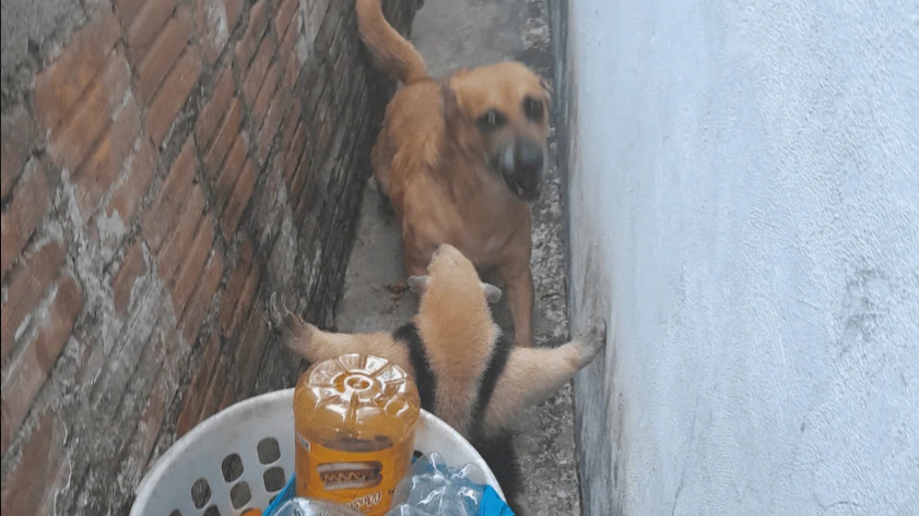 Socorro! Tamanduá invade casa e é encurralado pelo cachorro da família