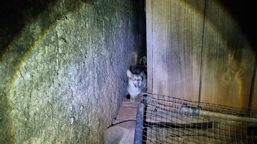 Gato selvagem aparece em motor de caminhão em Cascavel e assusta moradores