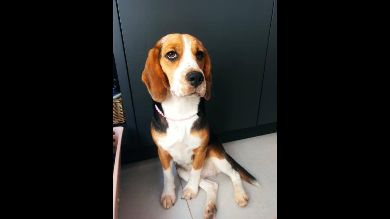 Cachorra Nina desapareceu no bairro 14 de Novembro