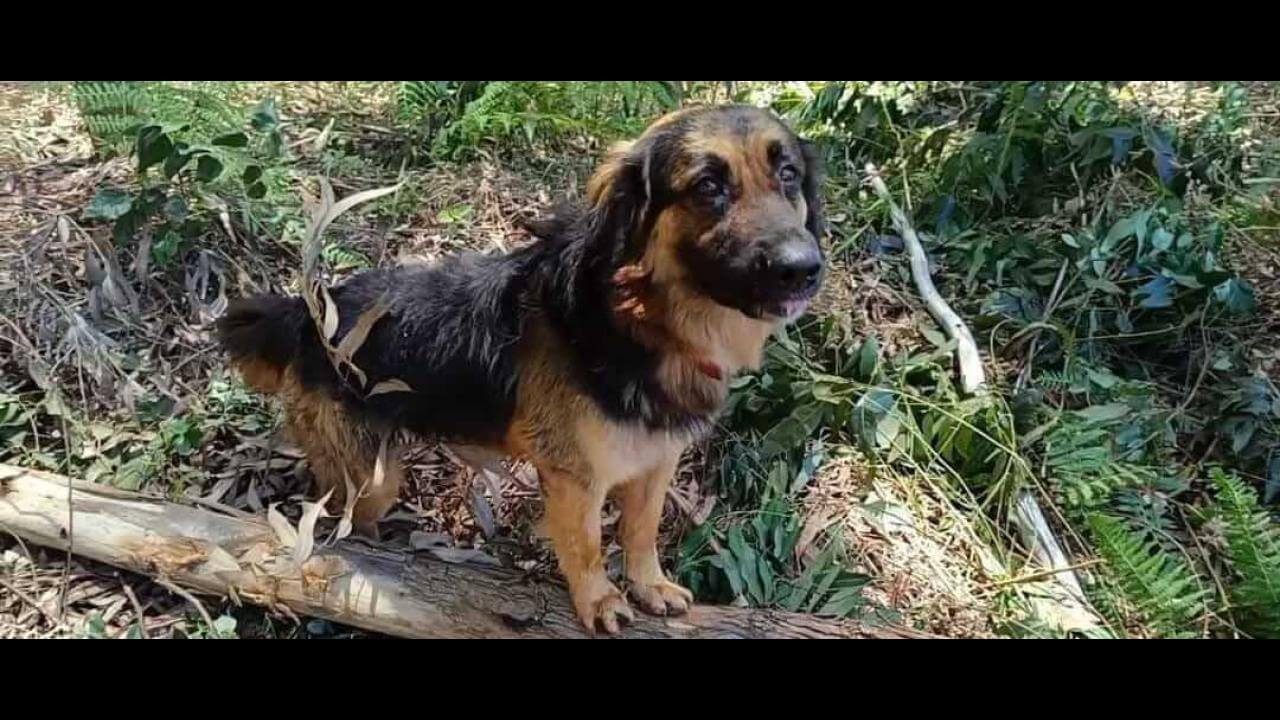 Cachorro Hulk desapareceu no bairro Clarito