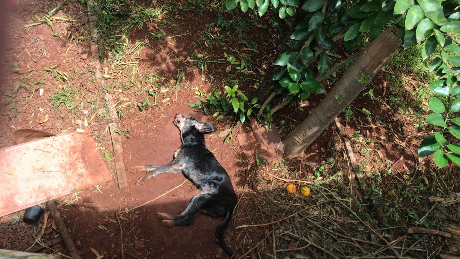 Internauta faz grave denúncia sobre maus tratos aos animais no Santa Felicidade