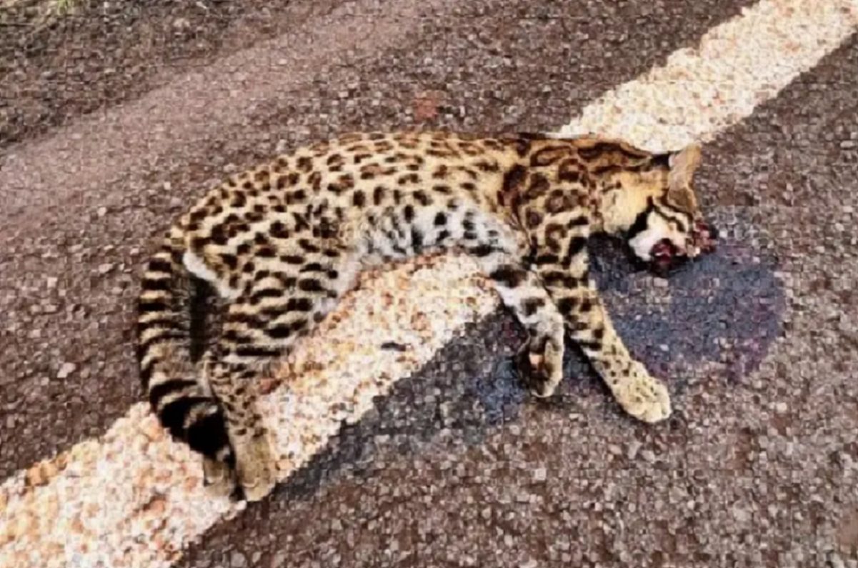 Tragédia na estrada: Filhote de jaguatirica morre atropelado na PR-472 Tragédia na estrada: Filhote de jaguatirica morre atropelado na PR-472