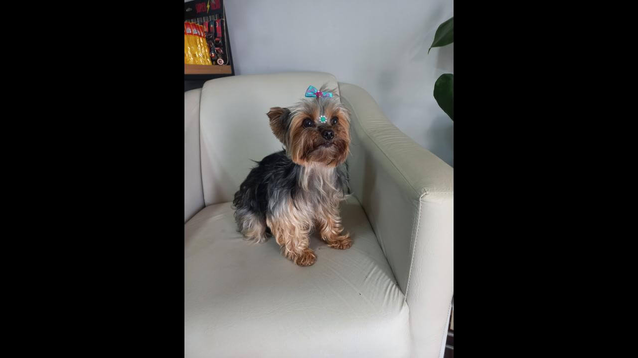 Cachorra é encontrada no bairro Cancelli