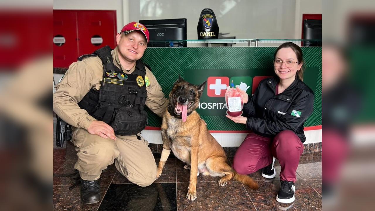 Cão policial Átila do BPRv doa sangue para salvar cachorrinha atropelada em Cascavel