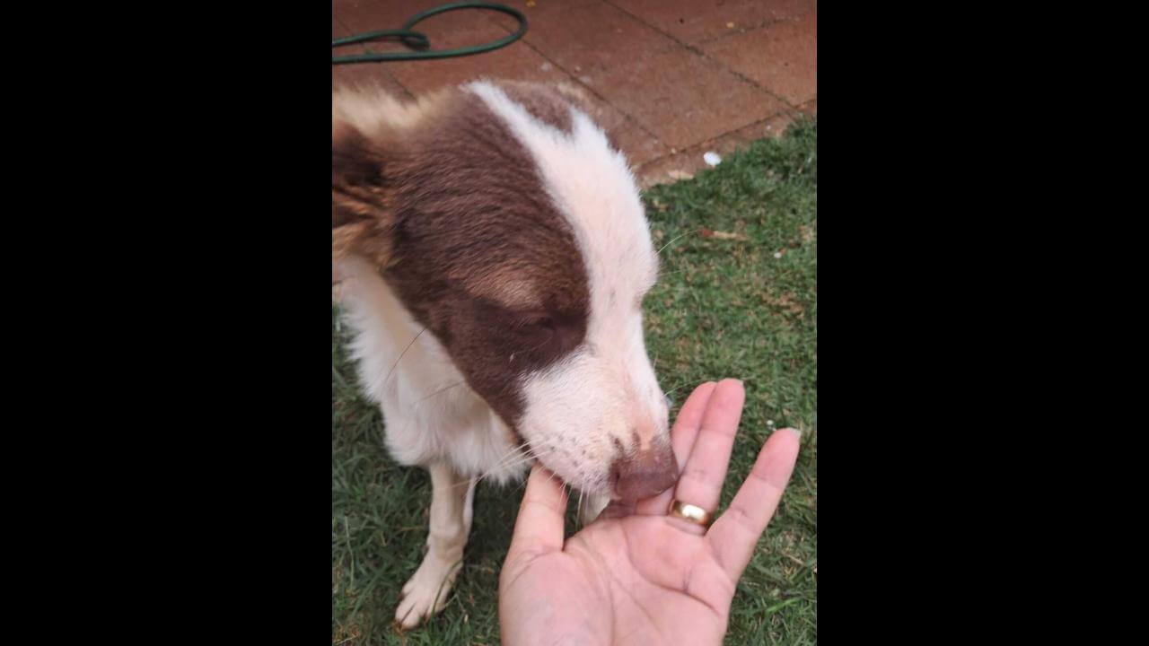 Cachorro Ducke desapareceu no bairro Jardim Siena Cachorro Ducke desapareceu no bairro Jardim Siena