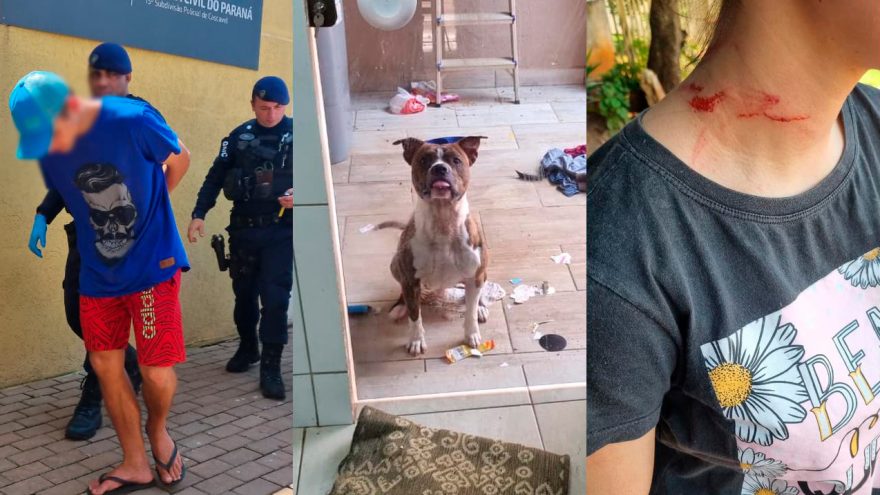 Pitbull salva vítima de tentativa de feminicídio atacada com faca pelo próprio irmão