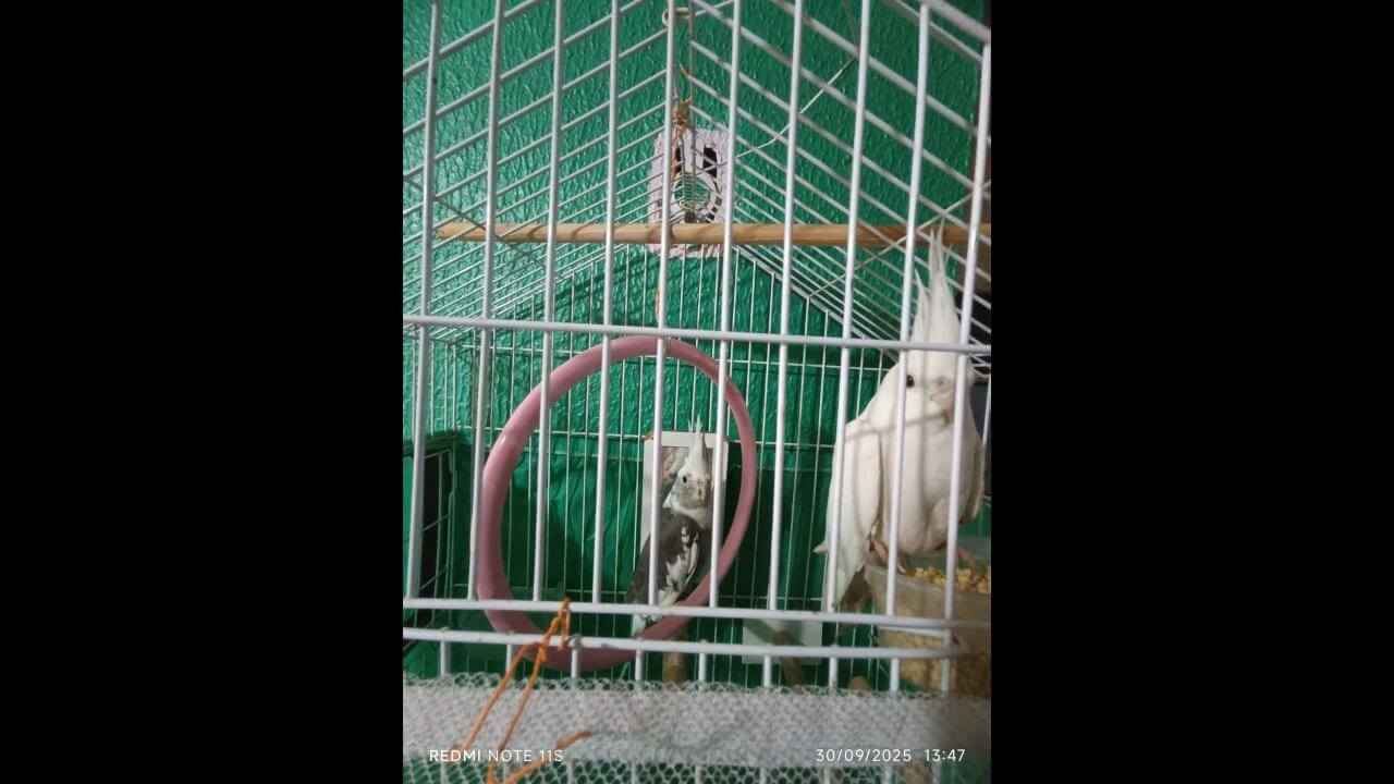 Calopsita Pérola desapareceu no bairro Florais do Paraná Calopsita Pérola desapareceu no bairro Florais do Paraná
