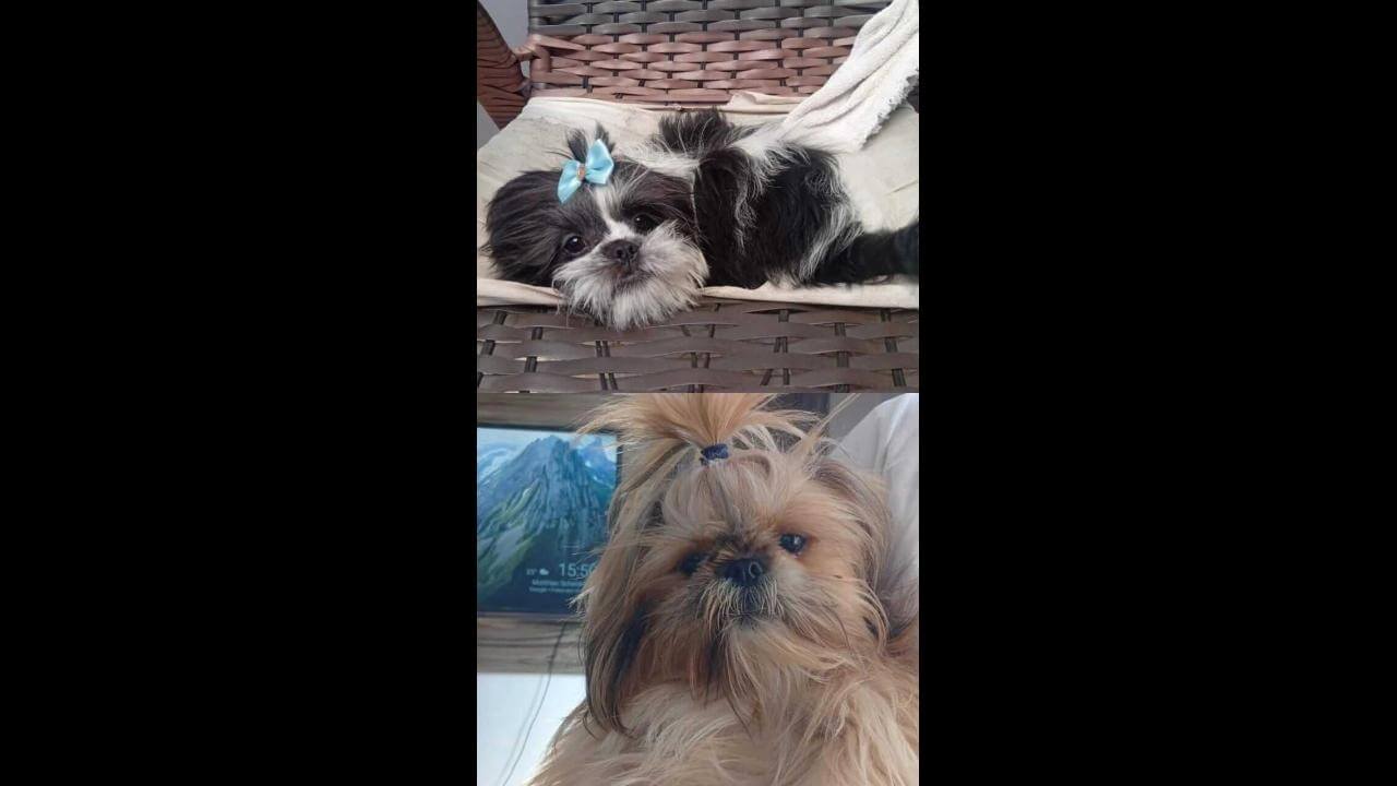 Cachorra Luna e Thor desapareceu no bairro Parque Verde Cachorra Luna e Thor desapareceu no bairro Parque Verde