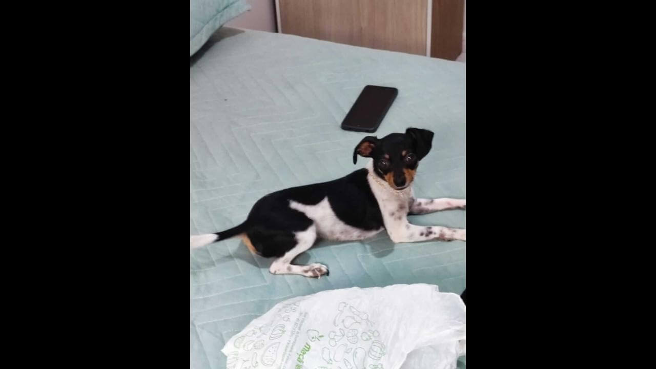 Cachorra Bella desapareceu no bairro Floresta
