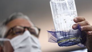 Fábrica de mosquitos oferece tecnologias para redução da dengue