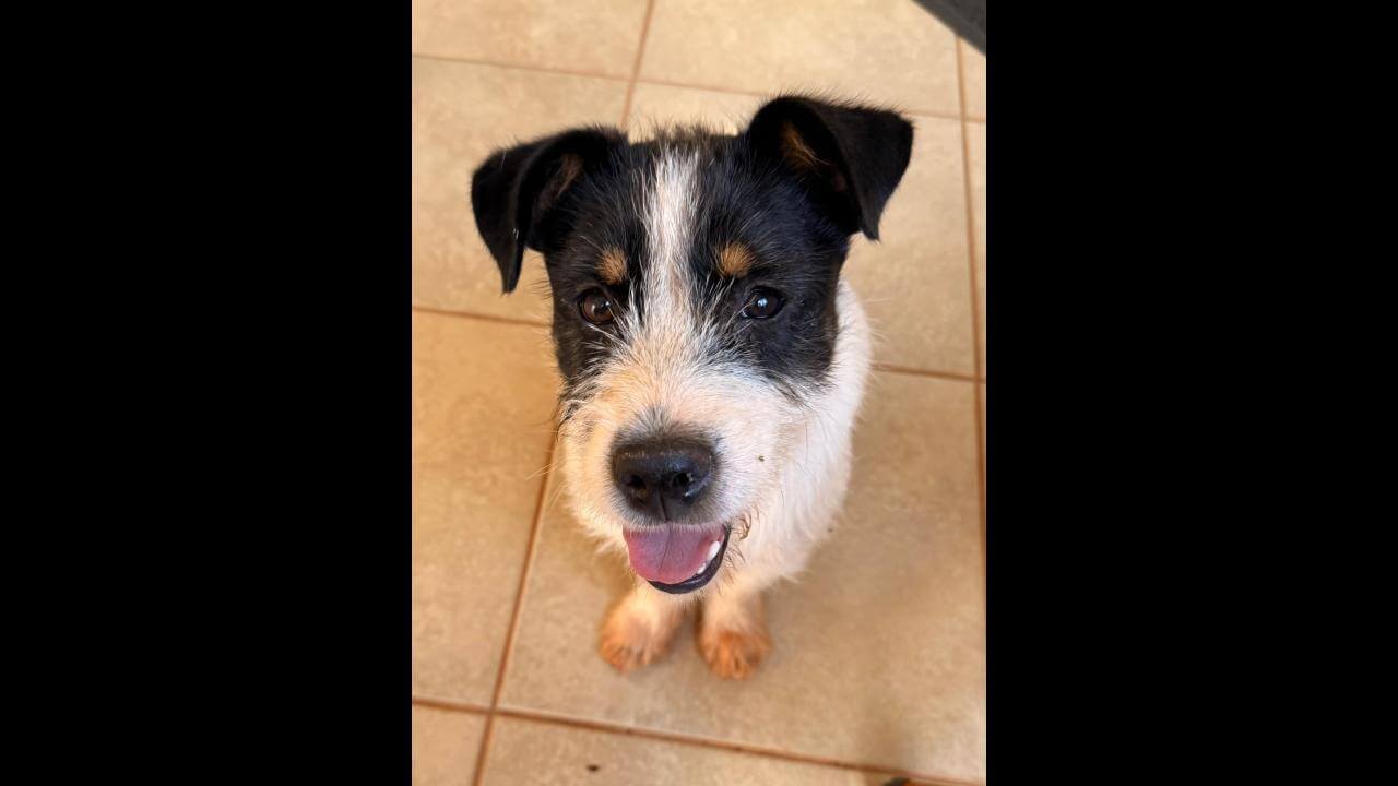 Cachorro é encontrado no bairro Recanto Tropical