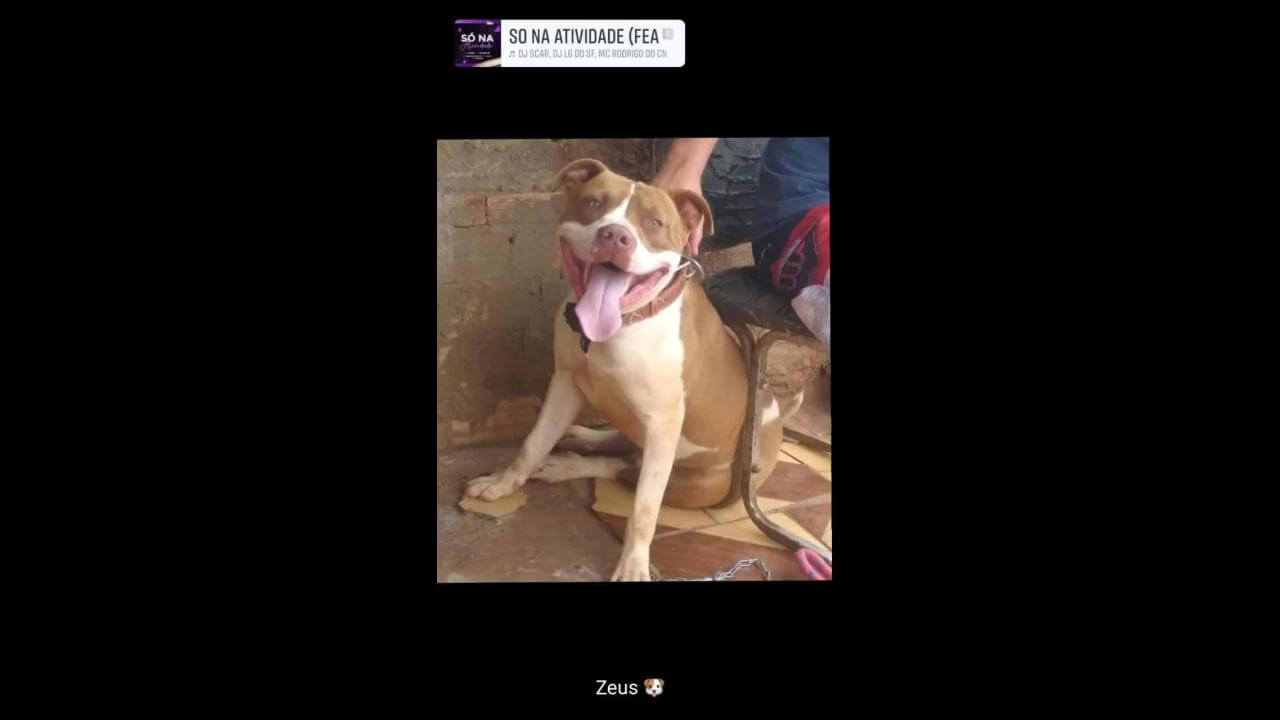 Cachorro Zeus desapareceu no bairro Neva