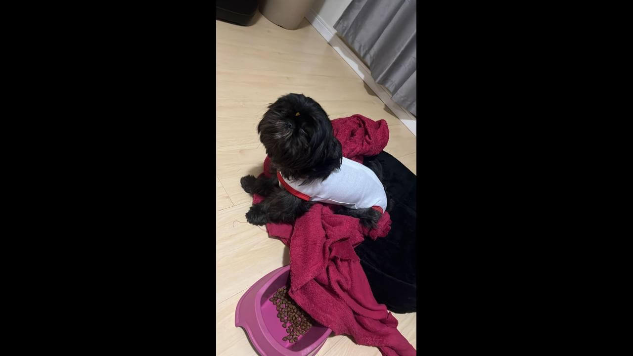 Cachorra Pretinha desapareceu no bairro Coqueiral