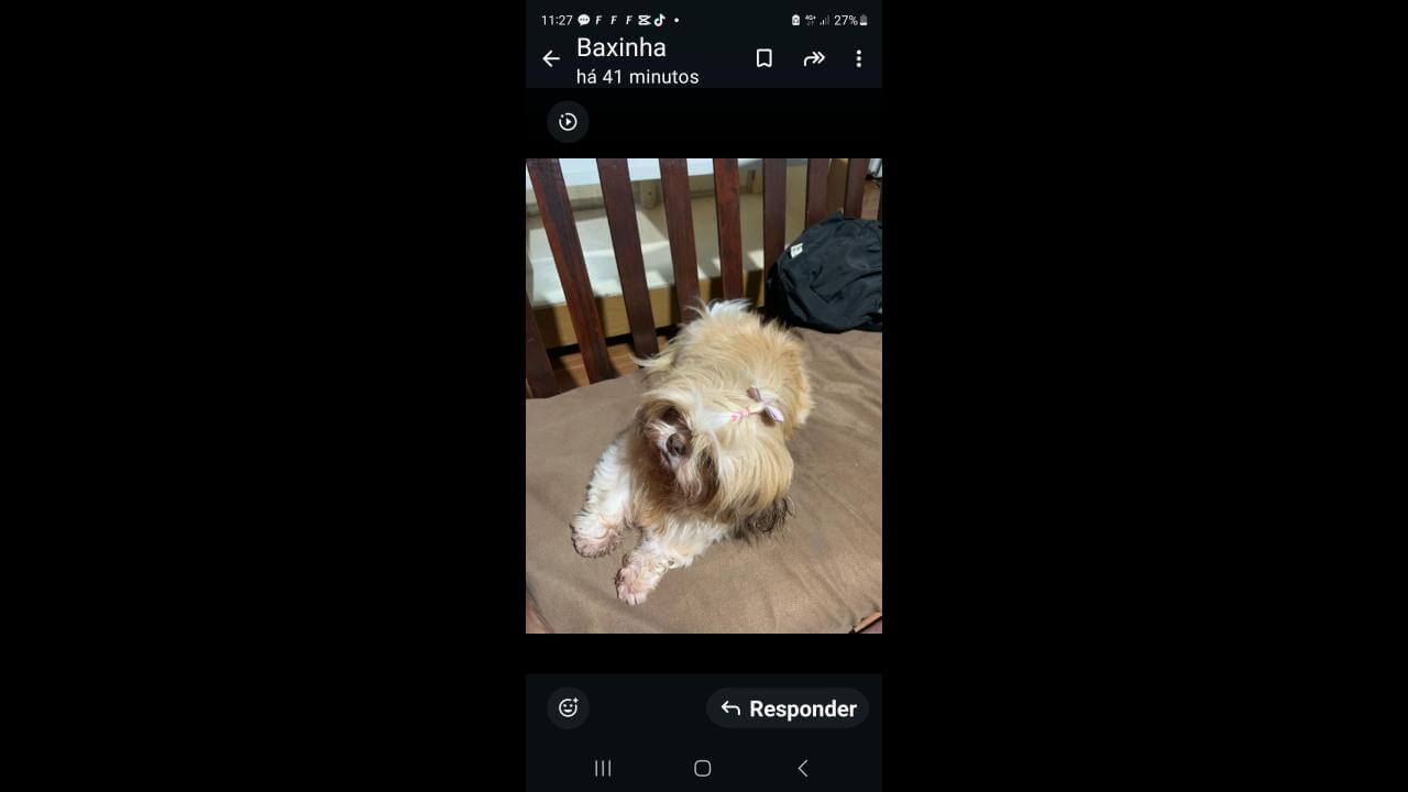 Cachorra Laika desapareceu no bairro Santa Felicidade